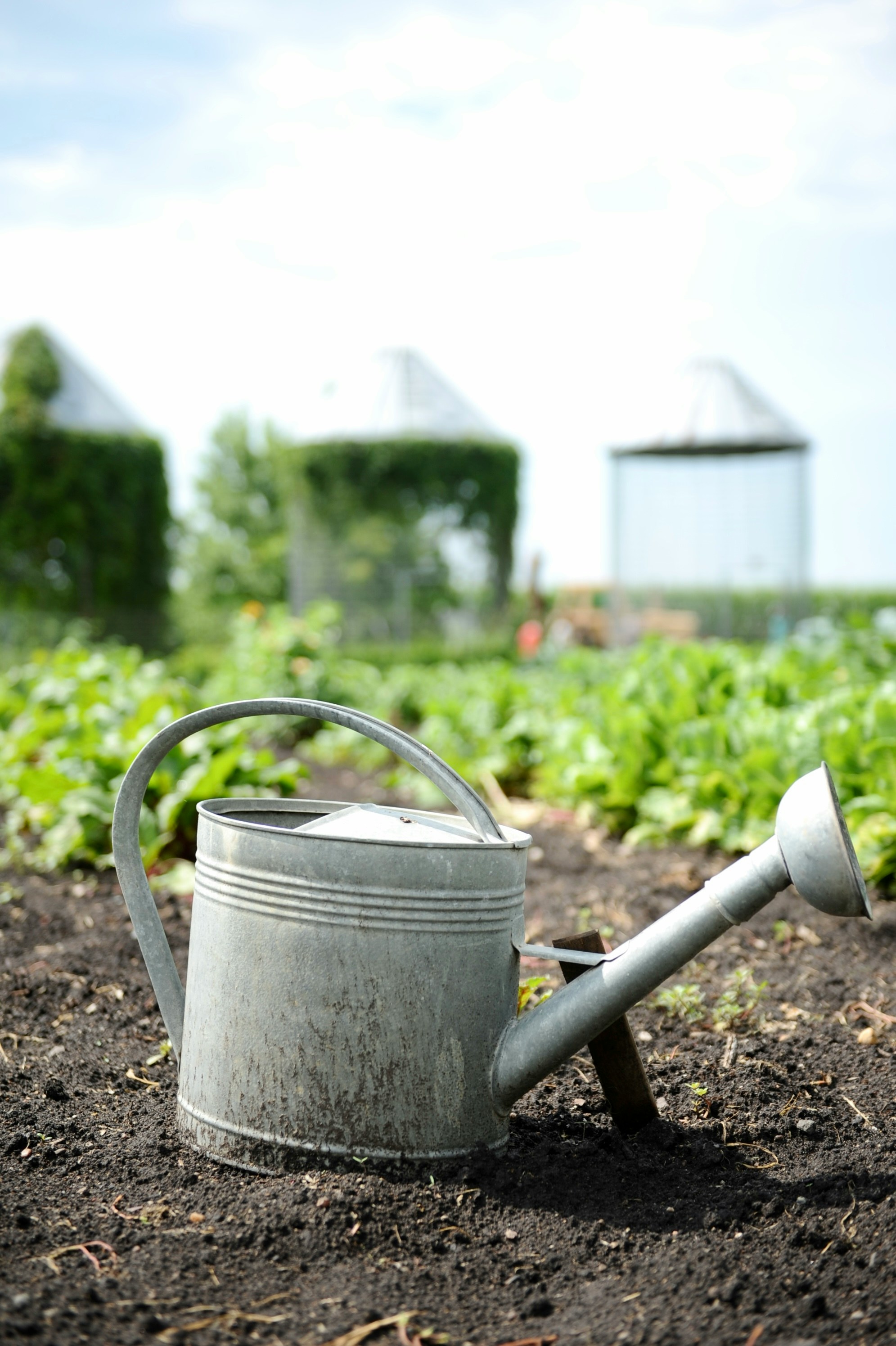 Quality agricultural produce detail