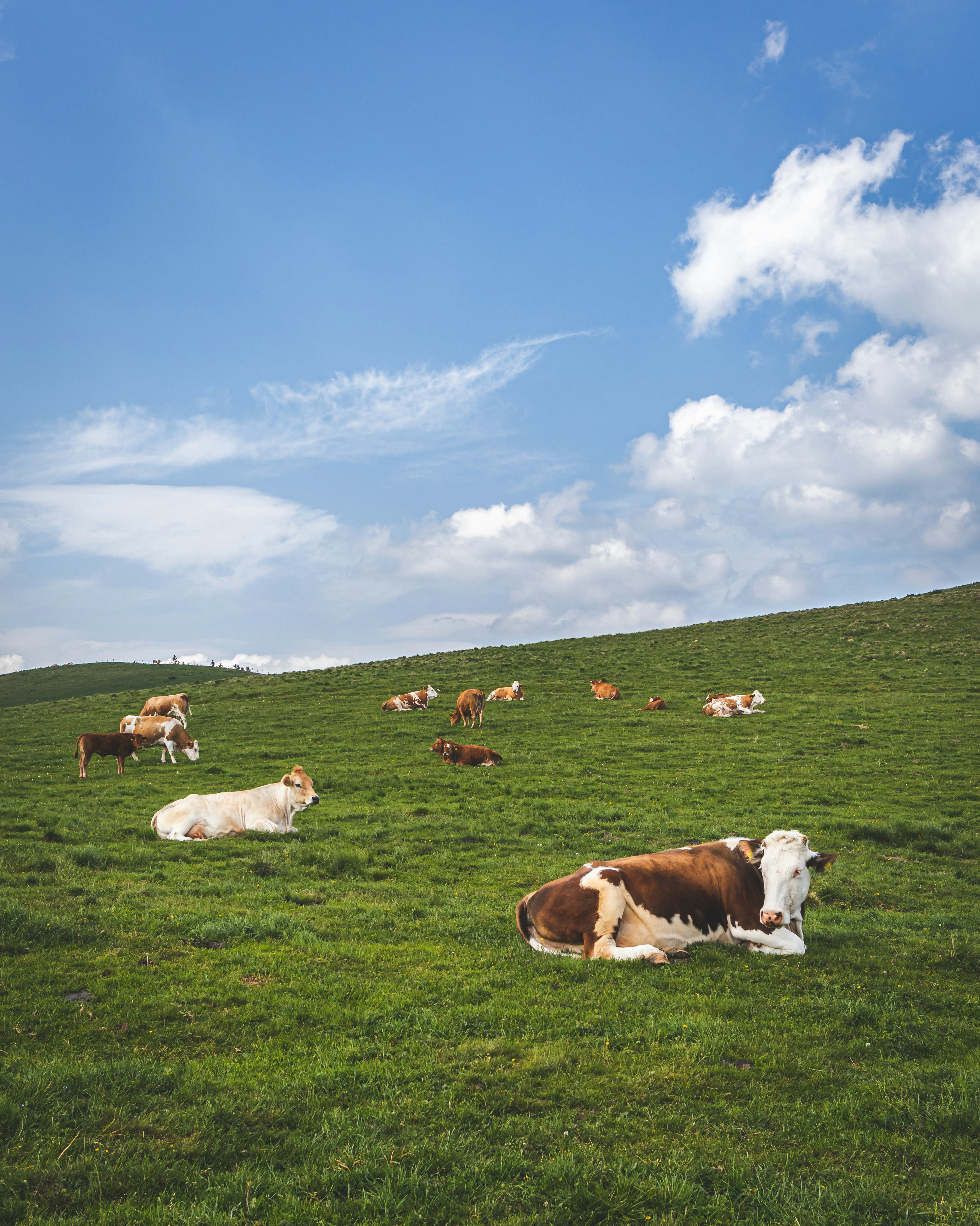 Livestock supply coordinated by Glad Agrifarm