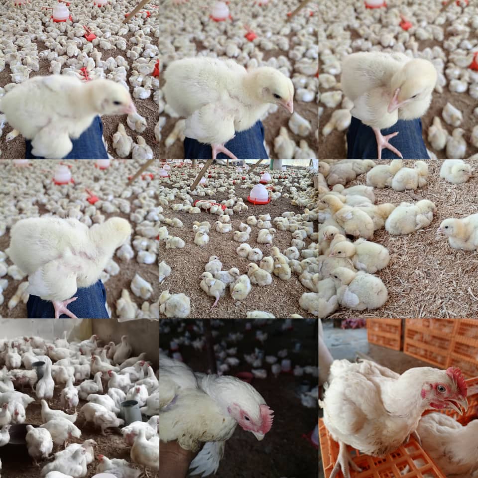Poultry supply coordinated by Glad Agrifarm